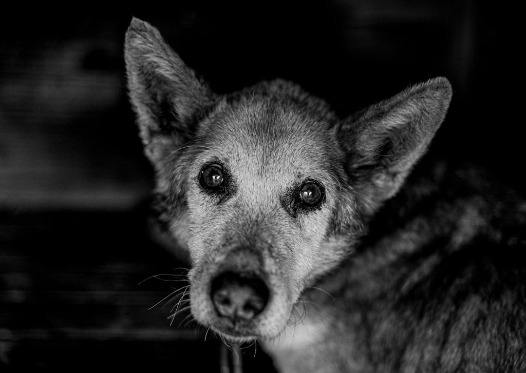 A detailed black and white portrait capturing the soulful eyes of a senior dog.