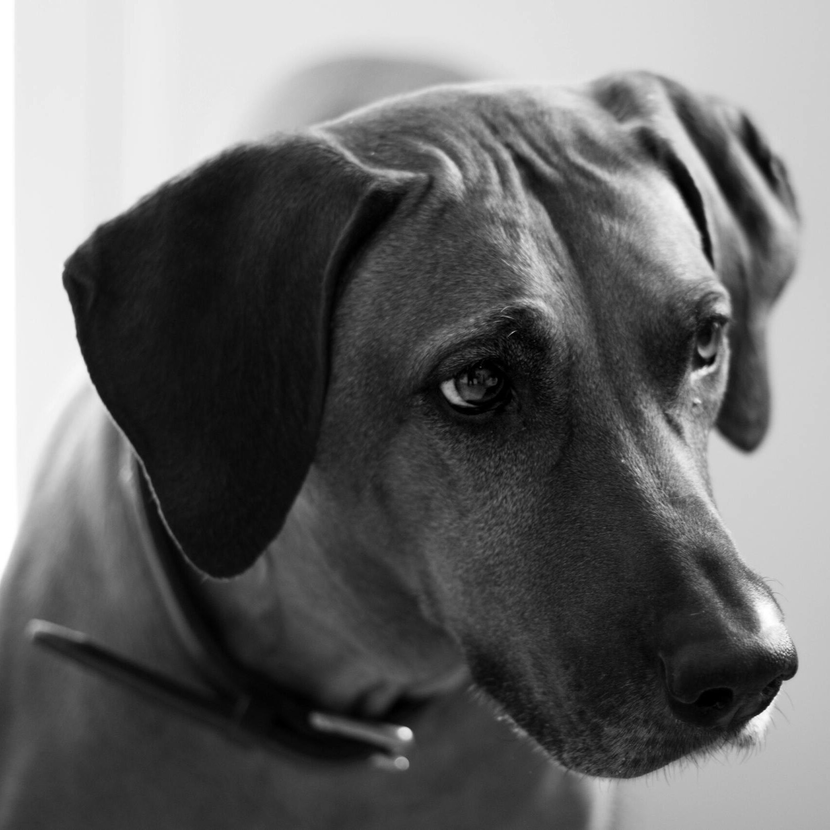 Close-up portrait of a Rhodesian Ridgeback dog in black and white, showcasing its expressive features.